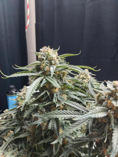 Coco Coir Training: ChocoLope Auto. Week 11