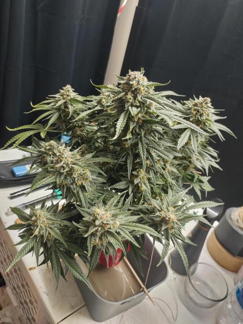Coco Coir Training: ChocoLope Auto. Week 11