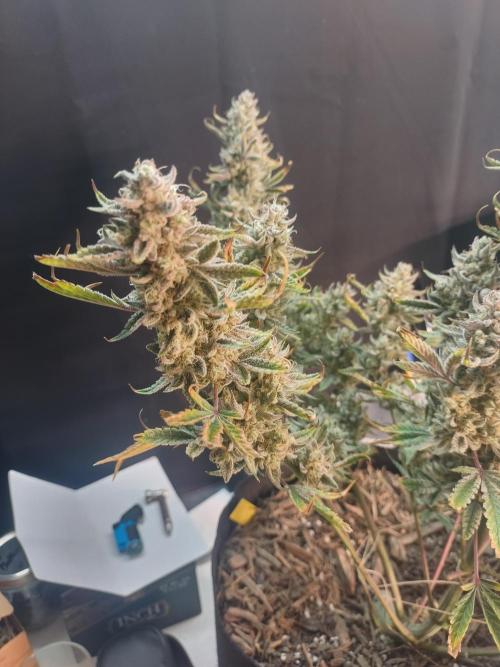 Autos In living Soil. Week 12