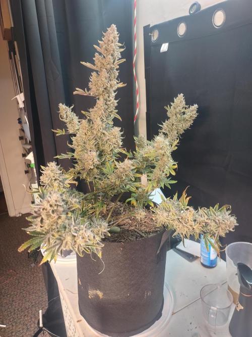 Autos In living Soil. Week 12