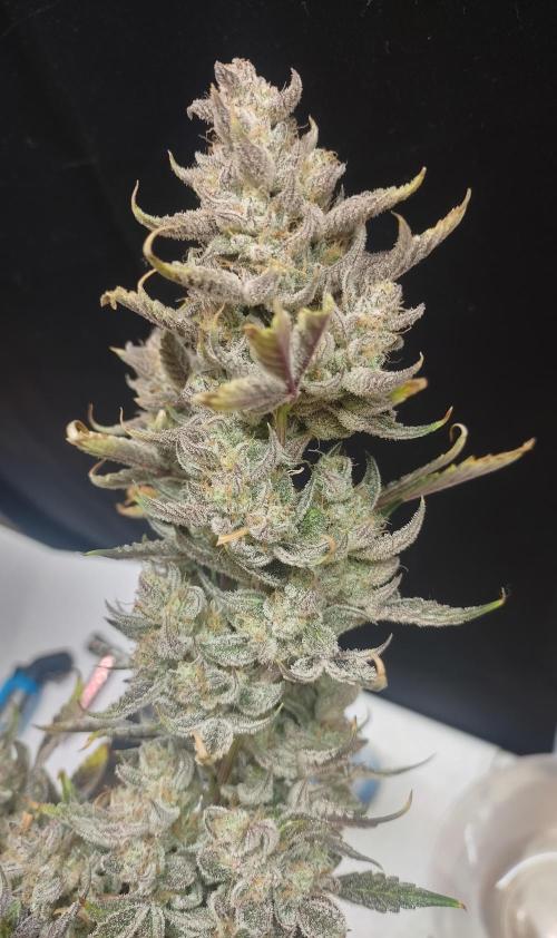 Autos In living Soil. Week 13