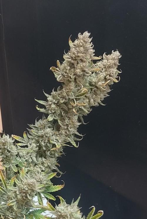 Autos In living Soil. Week 13