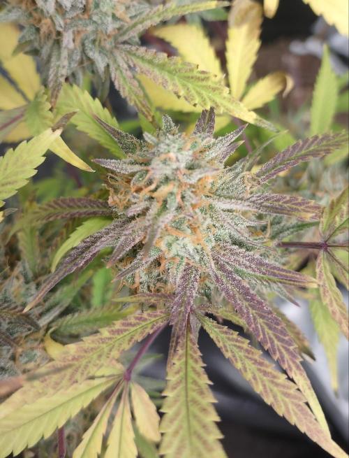 Autos In living Soil. Week 13