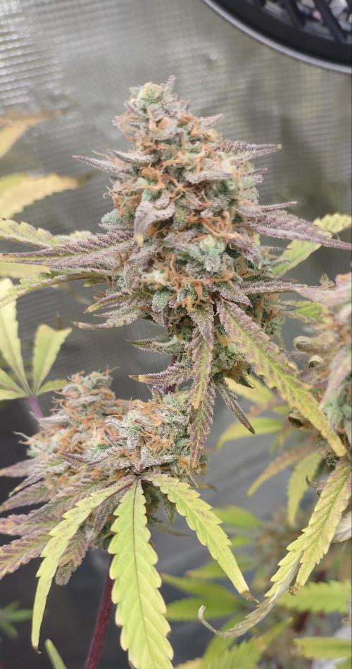 Autos In living Soil. Week 13