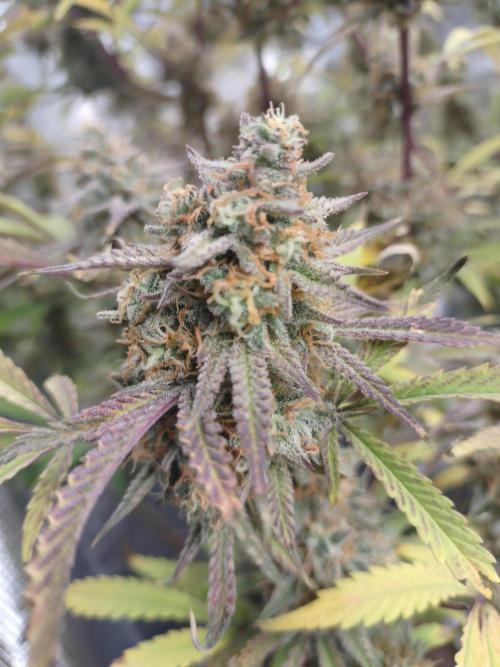 Autos In living Soil. Week 13