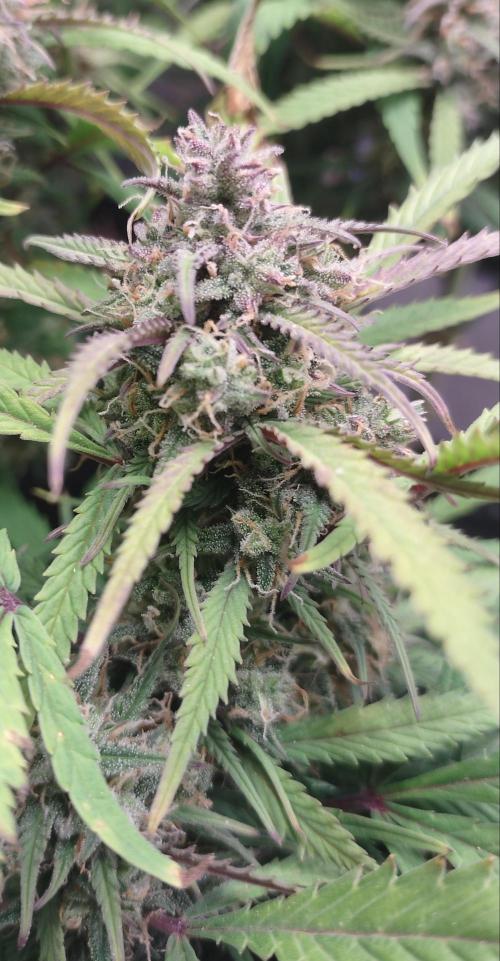 Autos In living Soil. Week 13