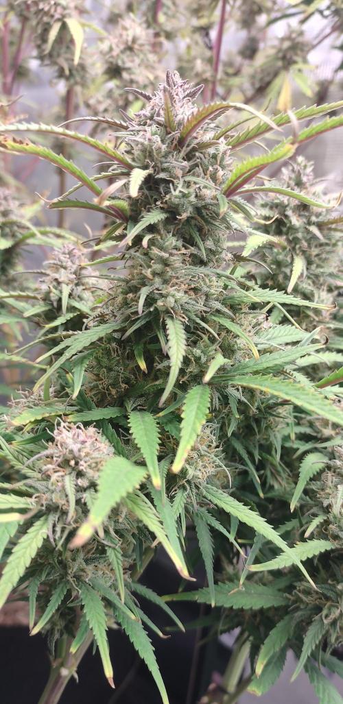Autos In living Soil. Week 13