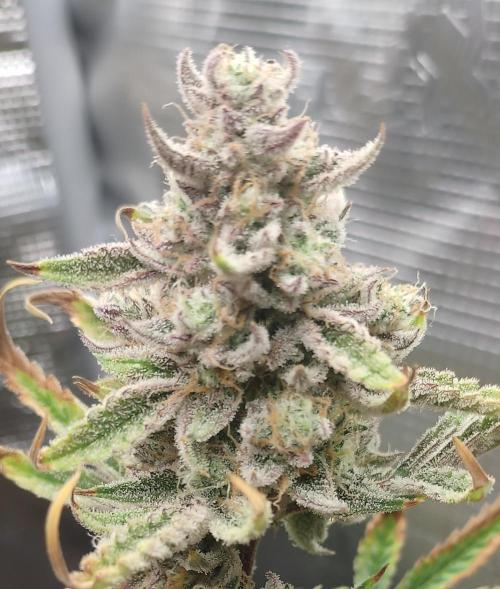 Autos In living Soil. Week 13