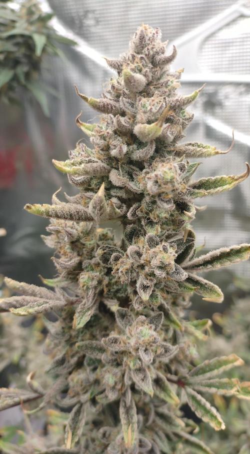 Autos In living Soil. Week 13