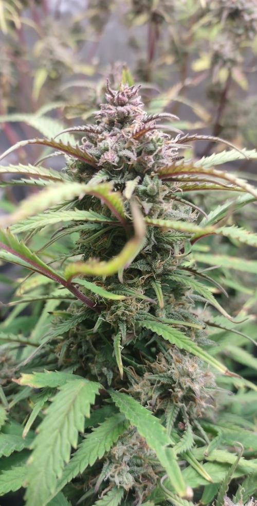 Autos In living Soil. Week 13