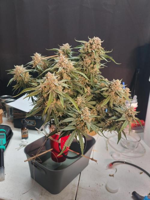 Coco Coir Training: ChocoLope Auto. Week 12
