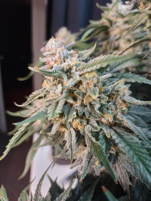 Coco Coir Training: ChocoLope Auto. Week 12