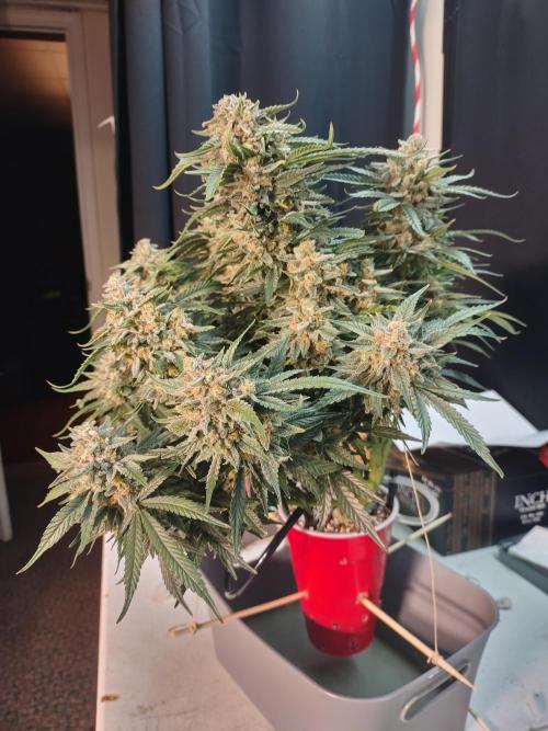 Coco Coir Training: ChocoLope Auto. Week 12