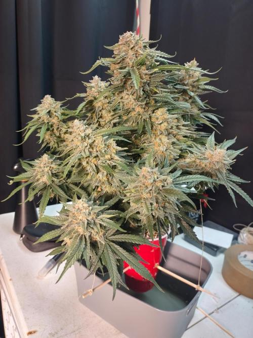Coco Coir Training: ChocoLope Auto. Week 12