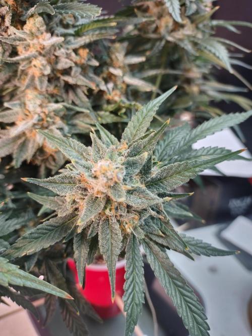 Coco Coir Training: ChocoLope Auto. Week 12