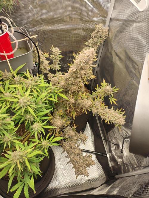 Autos In living Soil. Week 13