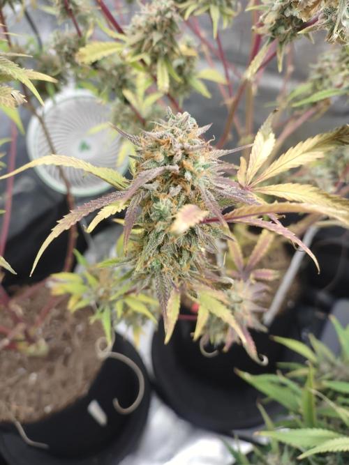 Autos In living Soil. Week 13