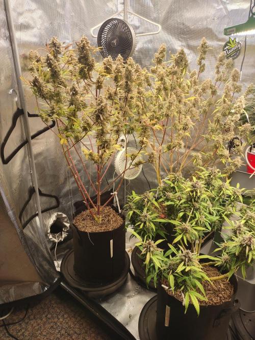 Autos In living Soil. Week 13
