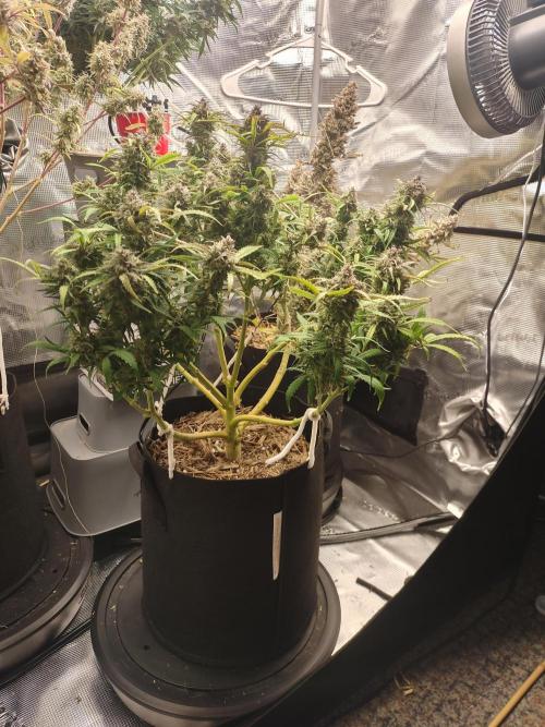 Autos In living Soil. Week 13