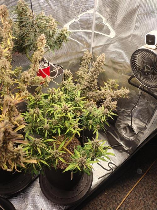 Autos In living Soil. Week 13