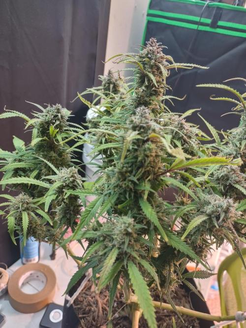 Autos In living Soil. Week 13