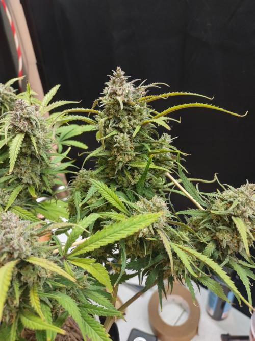 Autos In living Soil. Week 13