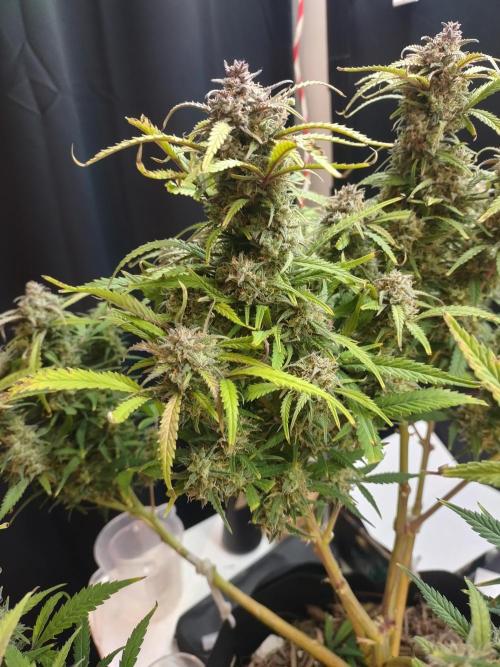 Autos In living Soil. Week 13