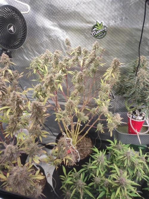 Autos In living Soil. Week 13 - What is left to finish up. 