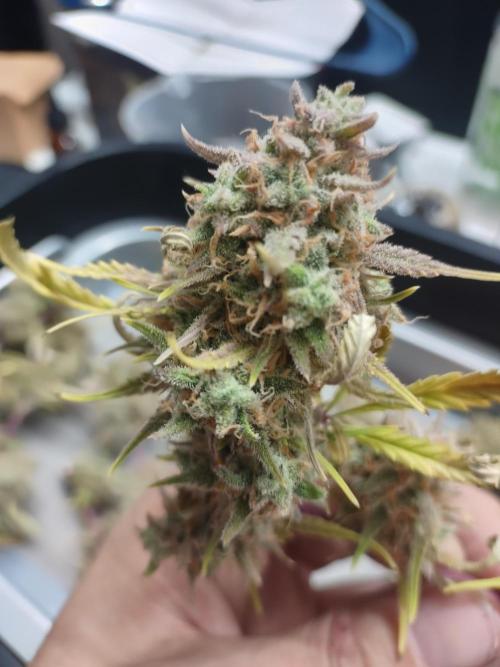 Autos In living Soil. Week 13