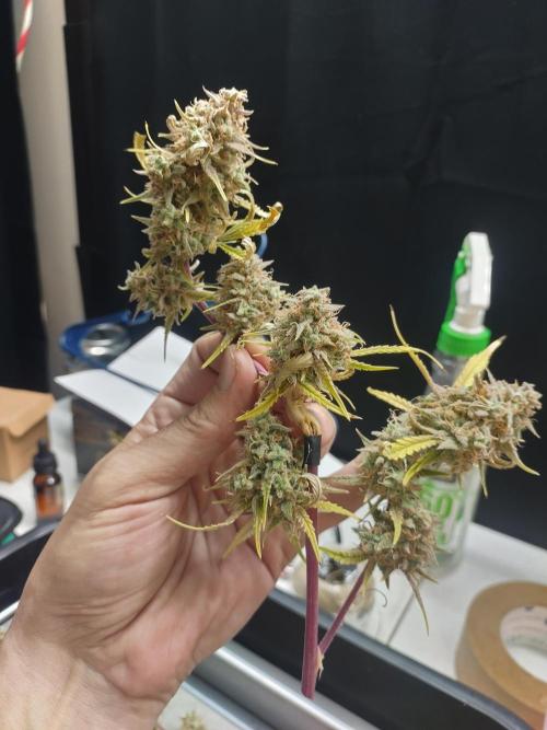 Autos In living Soil. Week 13
