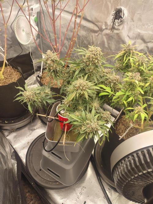 Coco Coir Training: ChocoLope Auto. Week 13