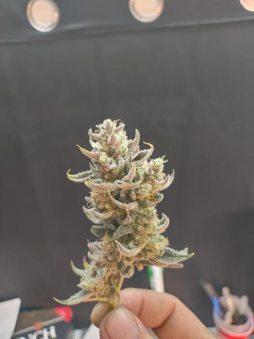 Autos In living Soil. Week 14