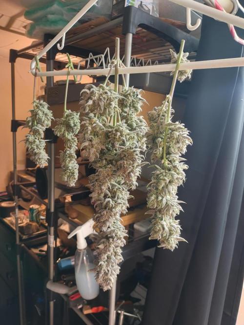 Autos In living Soil. Week 14 - This is 1/3 of that mangly monster! 