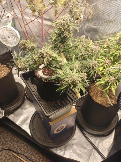 Coco Coir Training: ChocoLope Auto. Week 13
