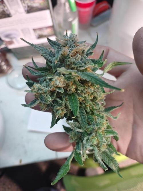 Coco Coir Training: ChocoLope Auto. Week 13