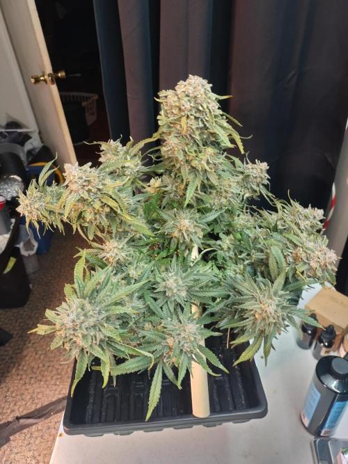 Coco Coir Training: ChocoLope Auto. Week 13