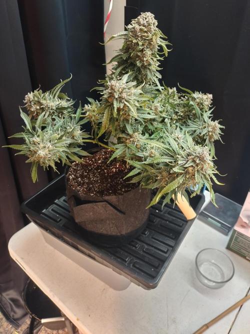Coco Coir Training: ChocoLope Auto. Week 13