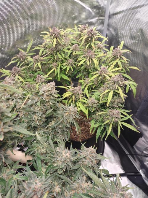 Autos In living Soil. Week 15 - This is my heavy hitter. Soon, sheel be all alone.