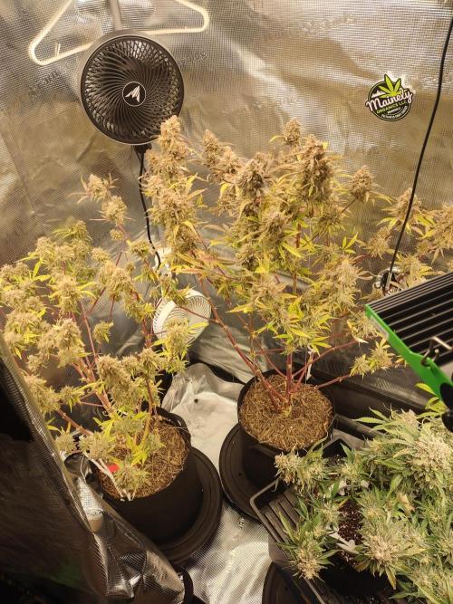 Autos In living Soil. Week 15 - Last 1.5 plants left. 