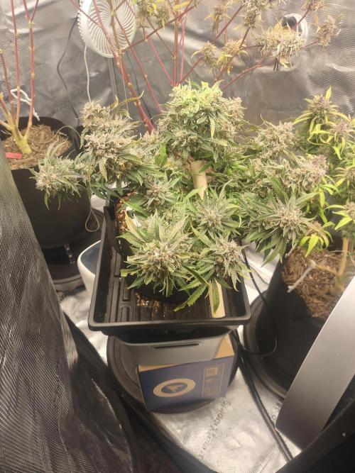 Coco Coir Training: ChocoLope Auto. Week 14