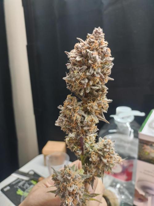 Autos In living Soil. Week 15