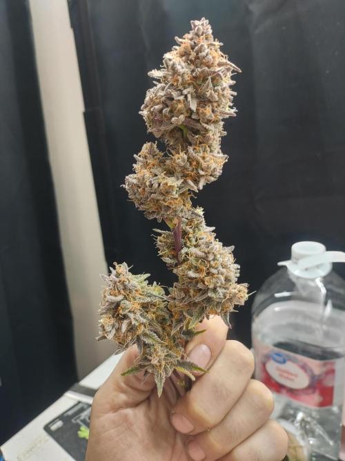 Autos In living Soil. Week 15