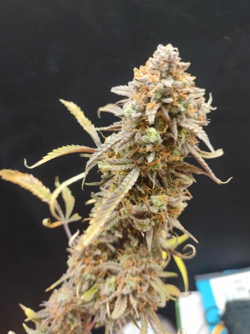 Autos In living Soil. Week 15