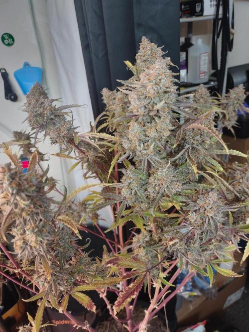 Autos In living Soil. Week 15