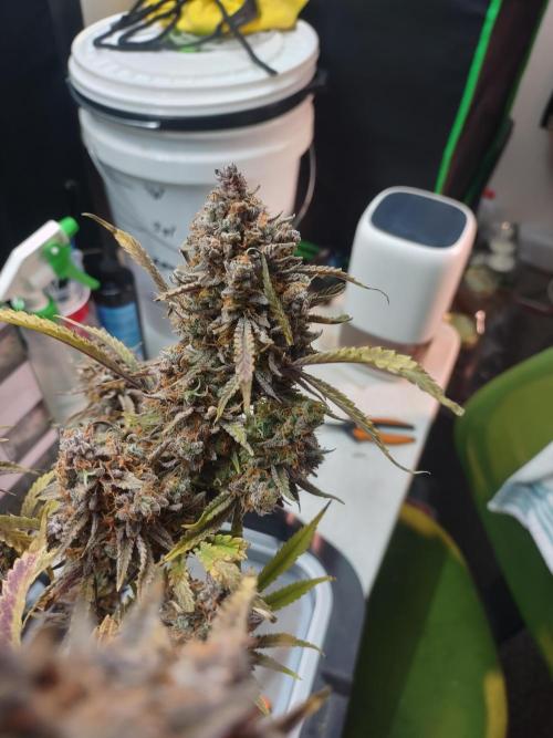 Autos In living Soil. Week 15