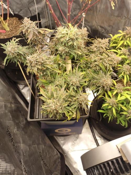 Coco Coir Training: ChocoLope Auto. Week 15