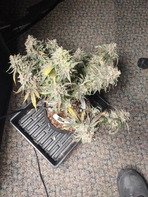 Coco Coir Training: ChocoLope Auto. Week 15