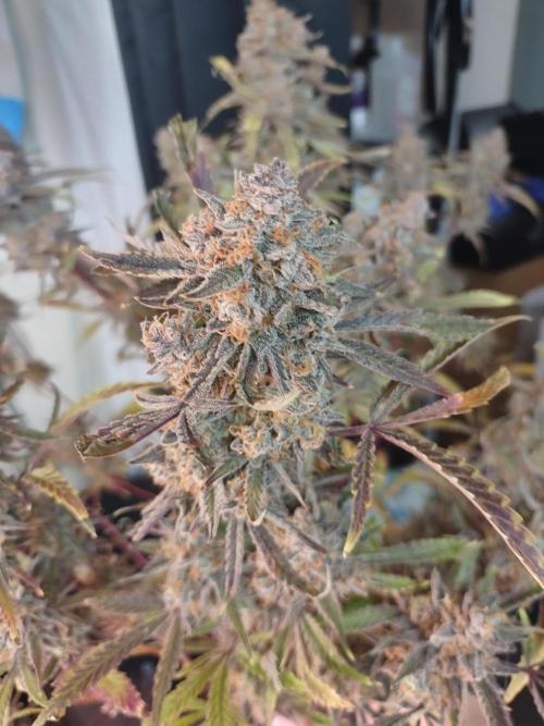 Autos In living Soil. Week 16