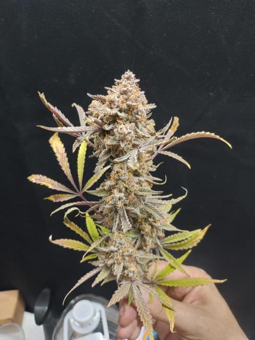 Autos In living Soil. Week 16
