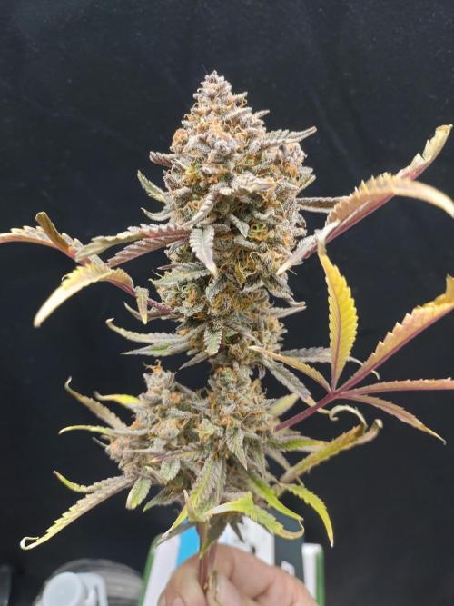 Autos In living Soil. Week 16